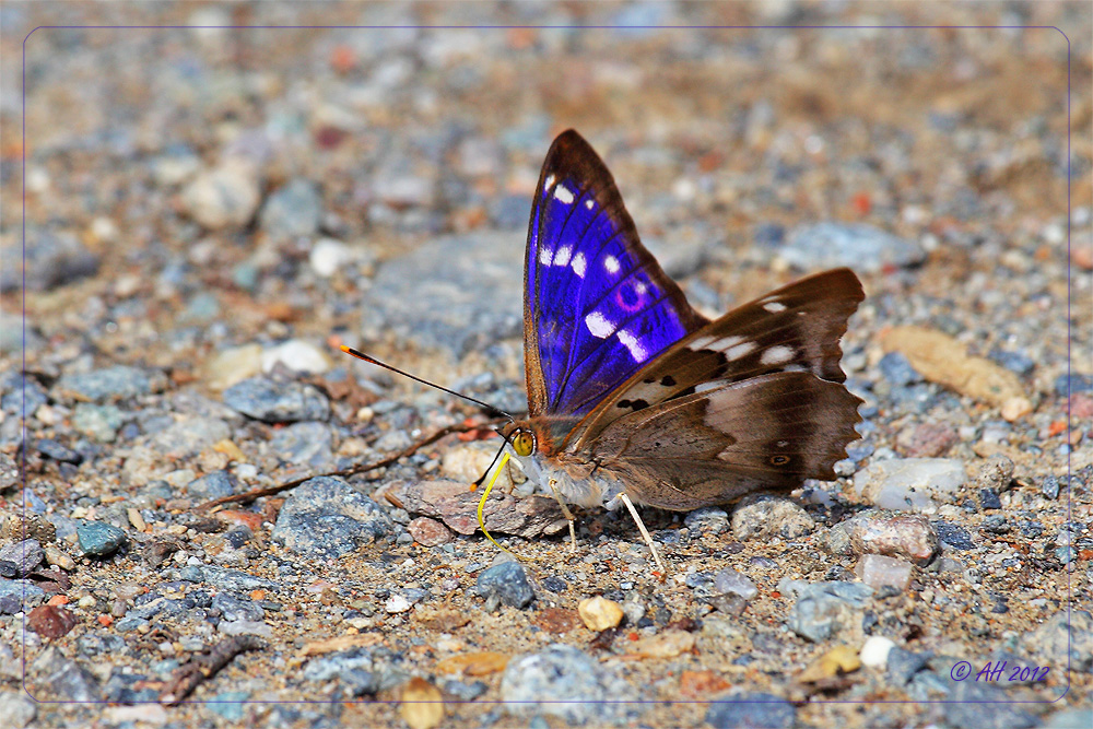 Kleiner Schillerfalter (Apatura ilia) #1