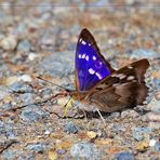 Kleiner Schillerfalter (Apatura ilia) #1