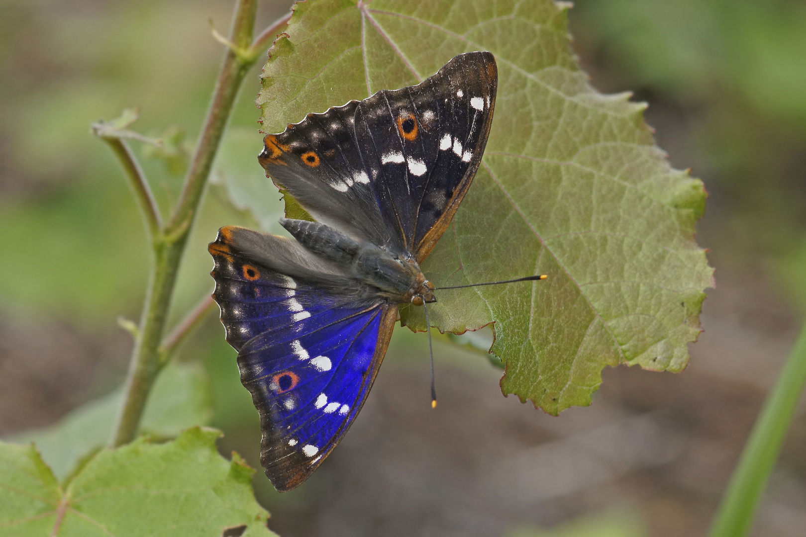 Kleiner Schillerfalter (Apatura ilia)