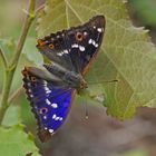 Kleiner Schillerfalter (Apatura ilia)