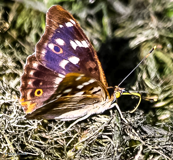 Kleiner Schillerfalter (Apatura ilia)