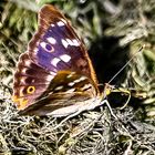 Kleiner Schillerfalter (Apatura ilia)