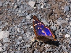 Kleiner Schillerfalter (Apatura ilia)