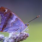 Kleiner Schillerfalter (Apatura ilia)