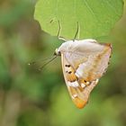 Kleiner Schillerfalter (Apatura ilia)