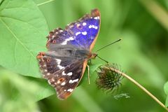 Kleiner Schillerfalter (Apatura ilia)