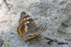 Kleiner Schillerfalter (Apatura ilia)