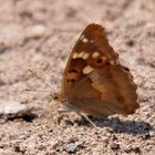 Kleiner Schillerfalter (Apatura ilia)