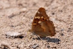 Kleiner Schillerfalter (Apatura ilia)