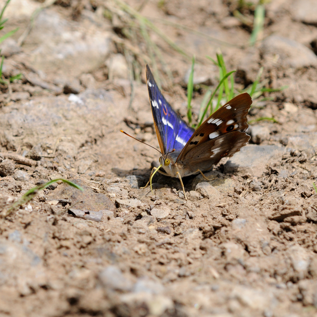 ,, Kleiner Schillerfalter (Apatura ilia) ,,