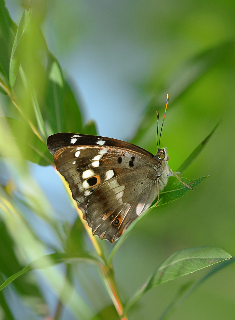 Kleiner Schillerfalter (Apatura ilia)