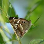 Kleiner Schillerfalter (Apatura ilia)