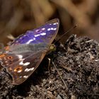 Kleiner Schillerfalter, Apatura ilia