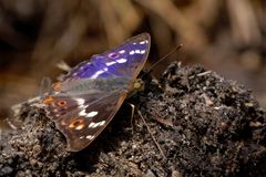 Kleiner Schillerfalter, Apatura ilia