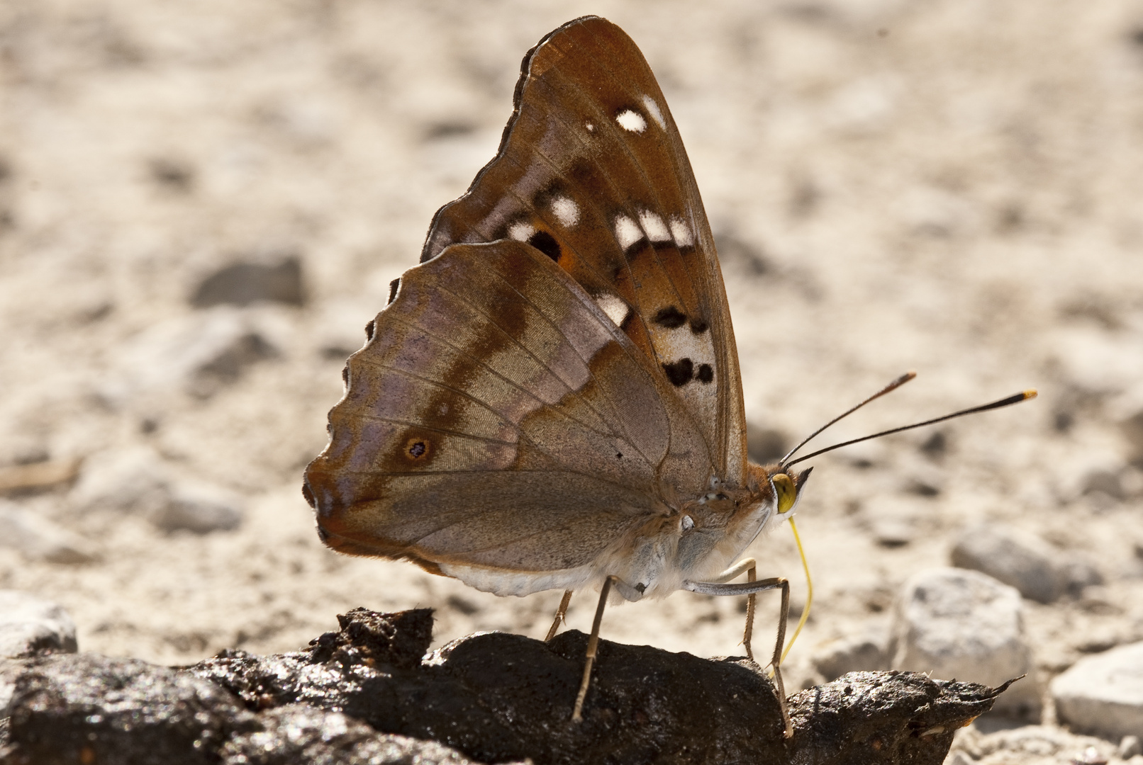 Kleiner Schillerfalter (Apatura ilia)