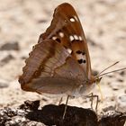 Kleiner Schillerfalter (Apatura ilia)