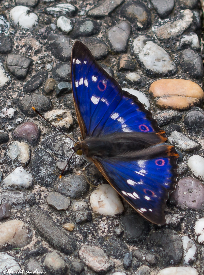 Kleiner Schillerfalter (Apatura ilia)