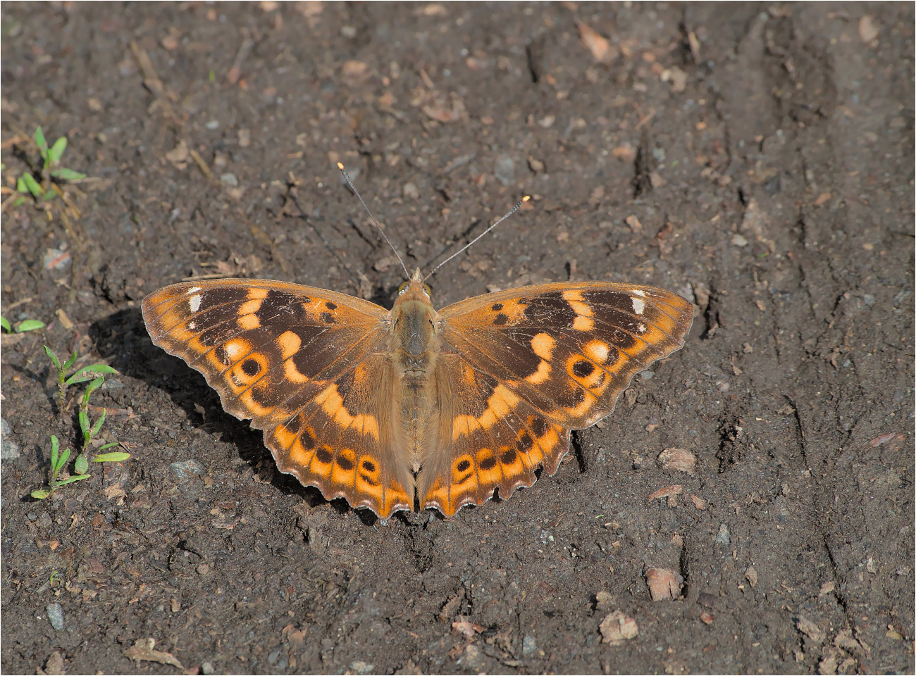 Kleiner Schillerfalter (Apatura ilia)