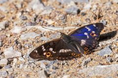 kleiner Schillerfalter ( apatura ilia )