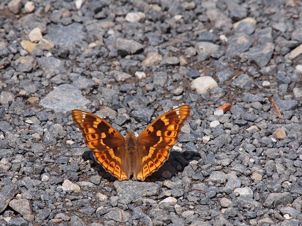 Kleiner Schillerfalter (Apatura ilia)