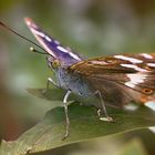 Kleiner Schillerfalter (Apatura ilia)