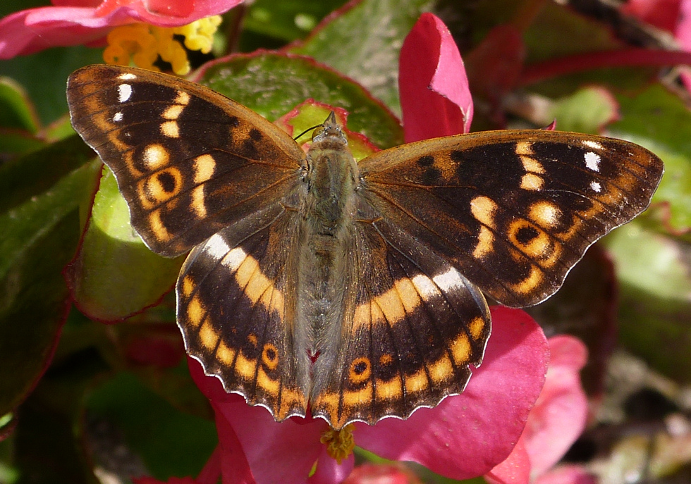 Kleiner Schillerfalter (Apatura ilia)