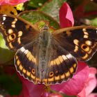 Kleiner Schillerfalter (Apatura ilia)