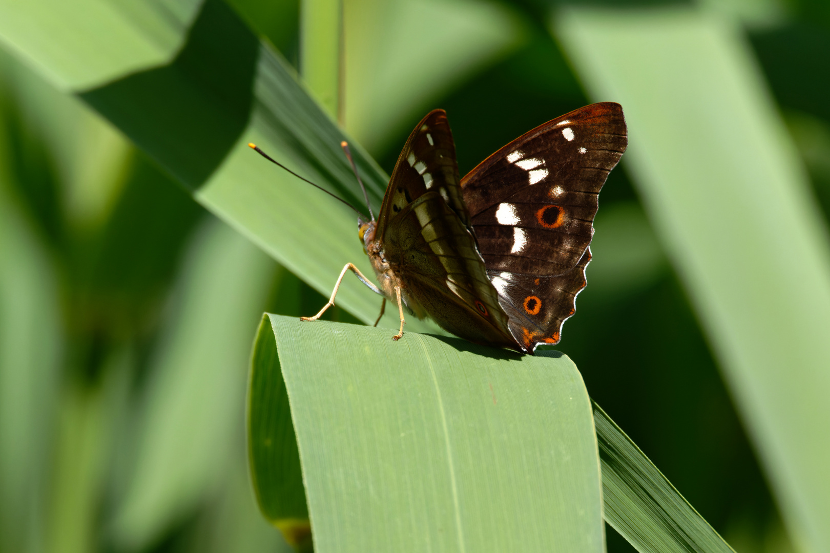 Kleiner Schillerfalter - Apatura ilia