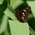 Kleiner Schillerfalter - Apatura ilia