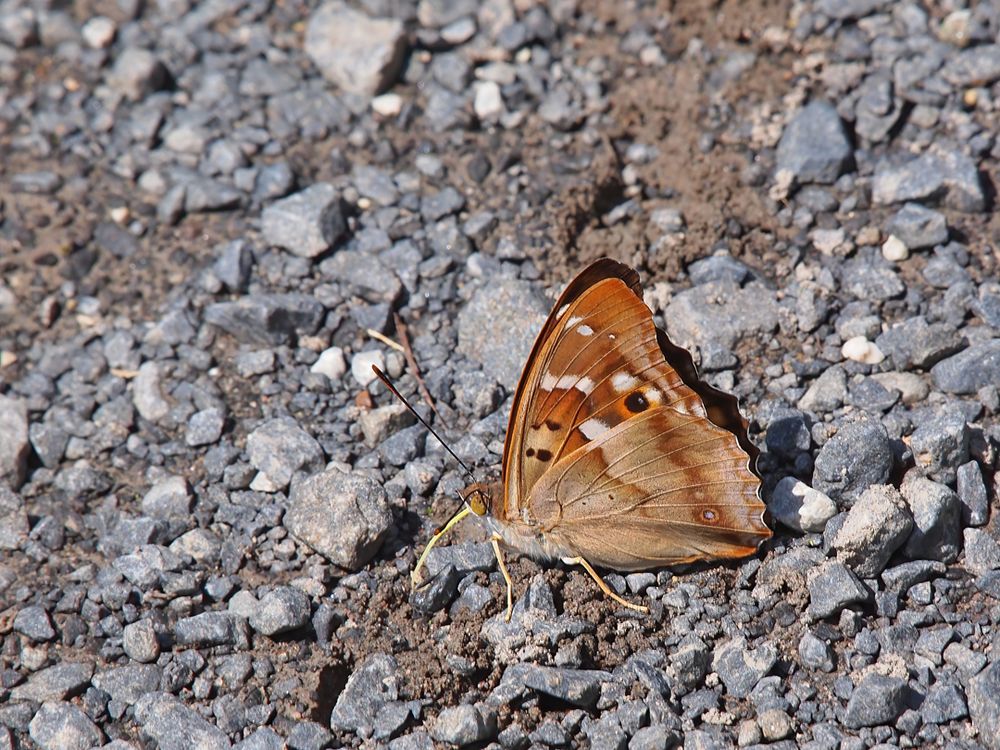 Kleiner Schillerfalter (Apatura ilia)