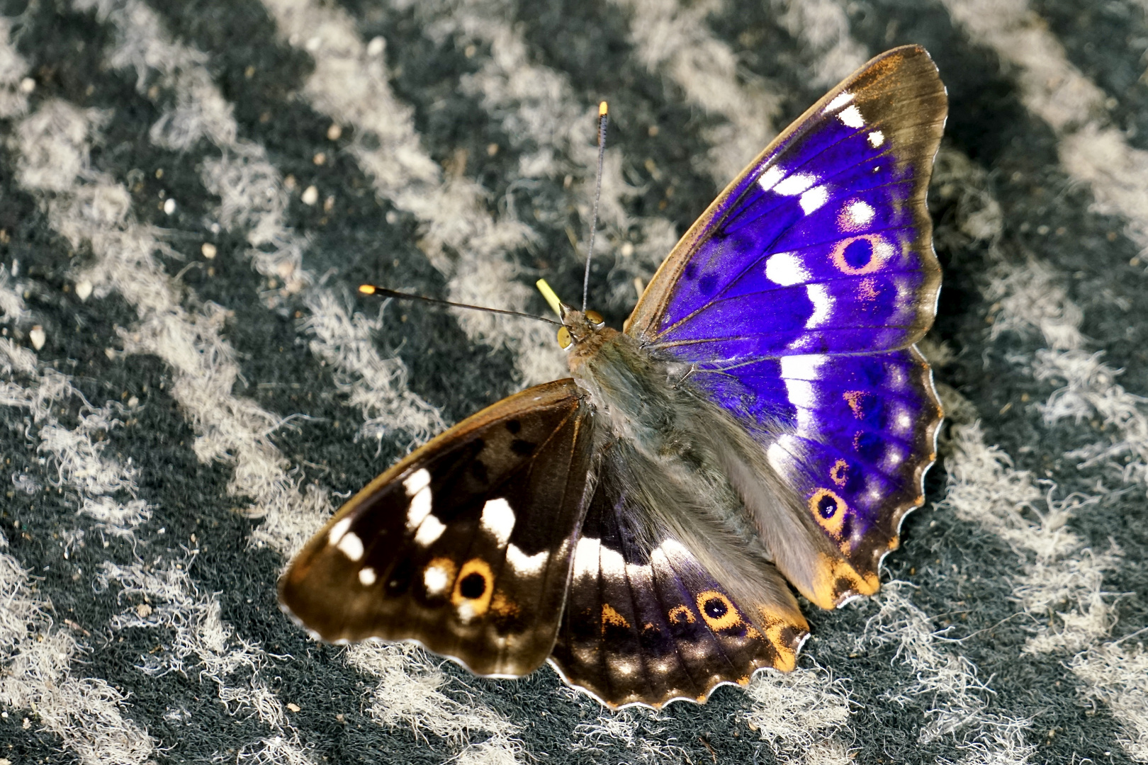 Kleiner Schillerfalter (Apatura ilia) Danke Peter