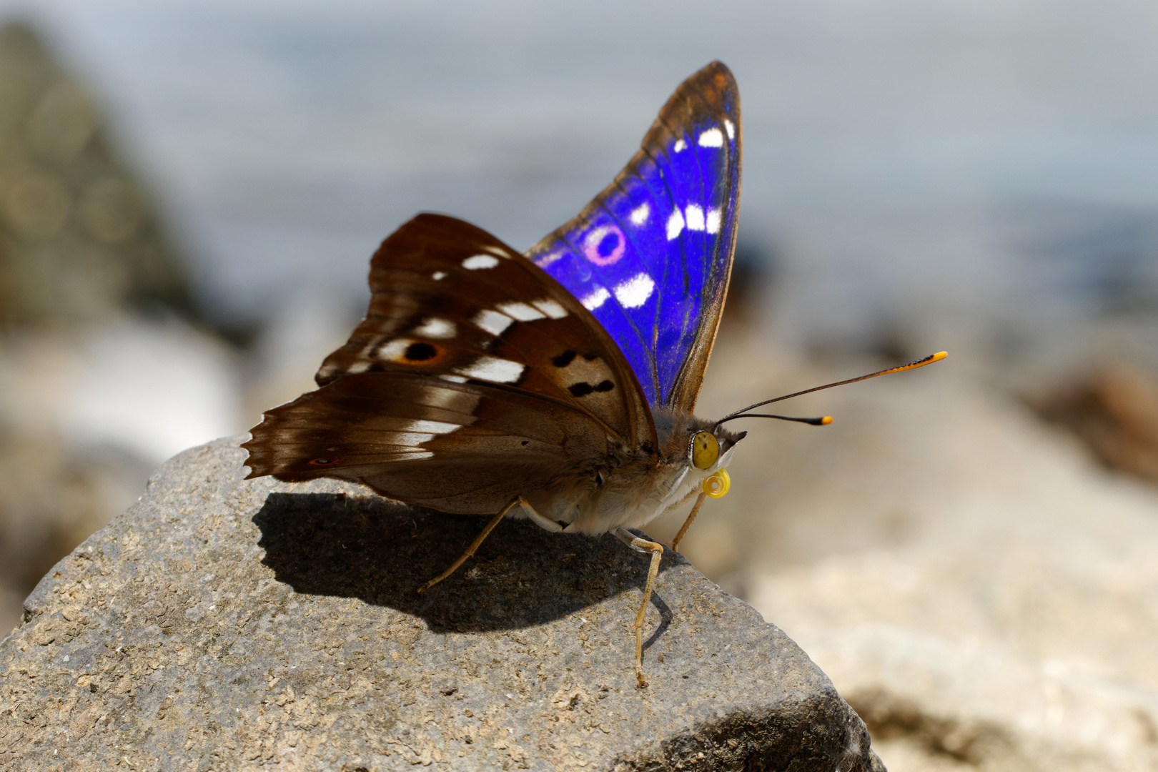 Kleiner Schillerfalter - Apatura ilia