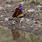 Kleiner Schillerfalter, Apatura ilia (f. clytie), Rote Morphe, Männchen