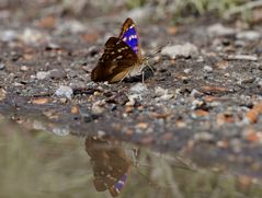 Kleiner Schillerfalter, Apatura ilia (f. clytie), Rote Morphe, Männchen