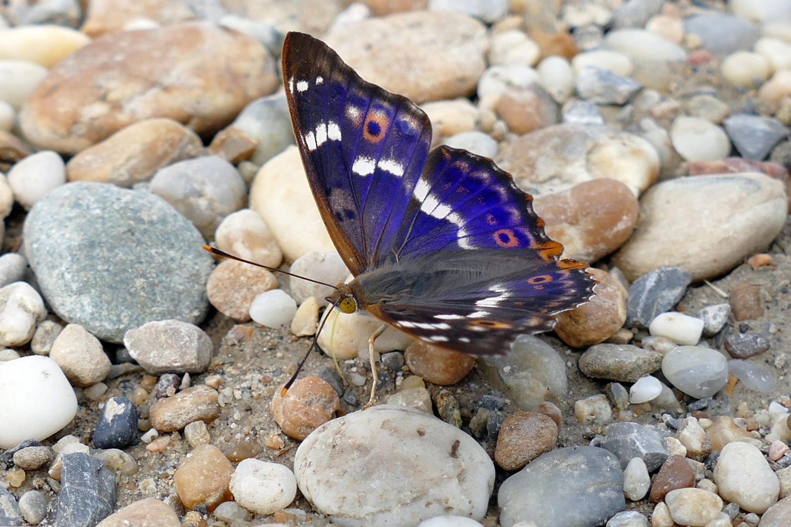 Kleiner Schillerfalter (Apatura ilia)