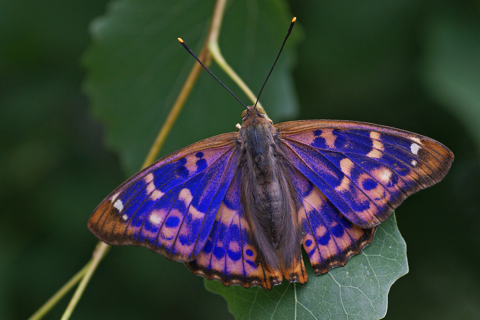 Kleiner Schillerfalter (Apatura ilia f.clytie) der sogenannte Rotschiller