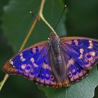 Kleiner Schillerfalter (Apatura ilia f.clytie) der sogenannte Rotschiller