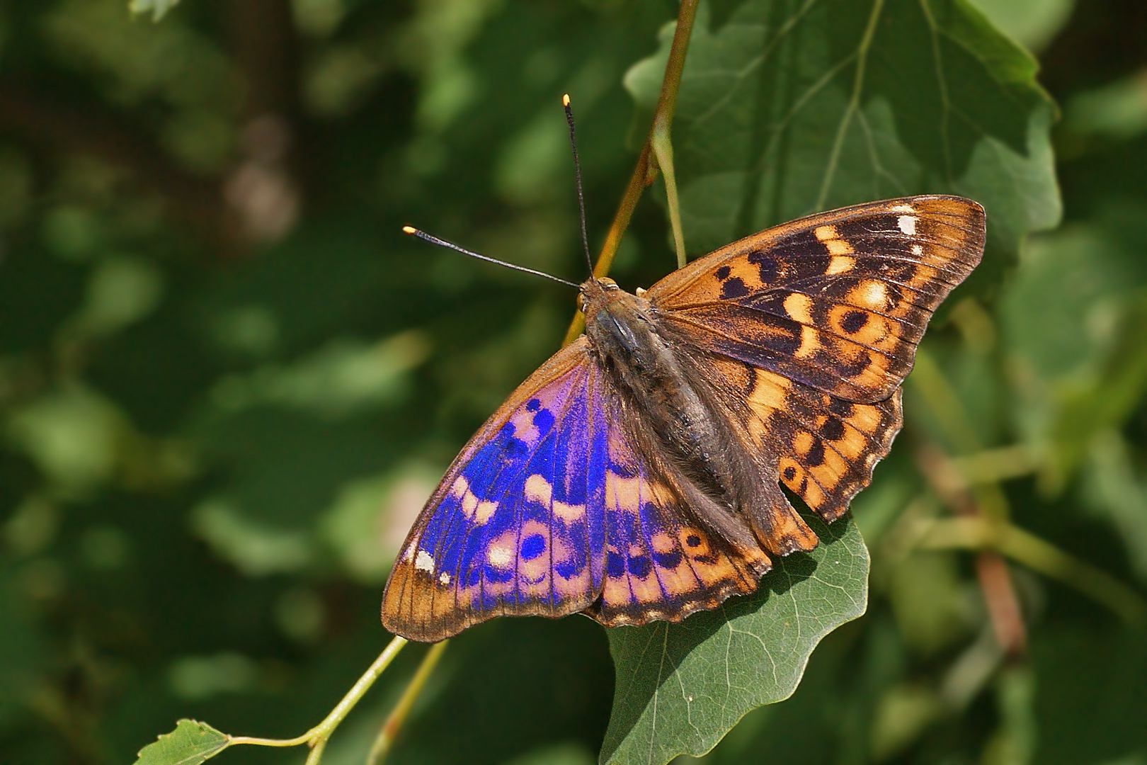 Kleiner Schillerfalter (Apatura ilia f.clytie), Männchen