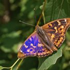 Kleiner Schillerfalter (Apatura ilia f.clytie), Männchen