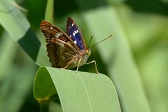 Kleiner Schillerfalter - Apatura ilia