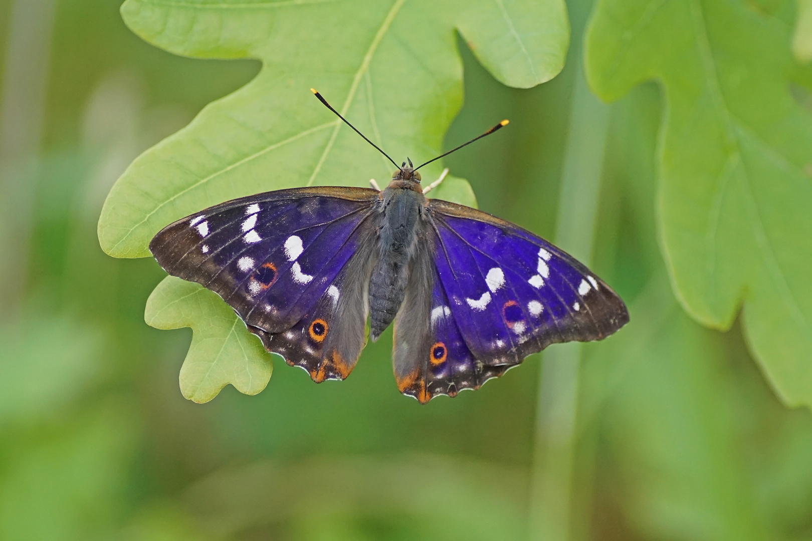 Kleiner Schillerfalter (Apatura ilia), Männchen