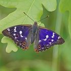 Kleiner Schillerfalter (Apatura ilia), Männchen