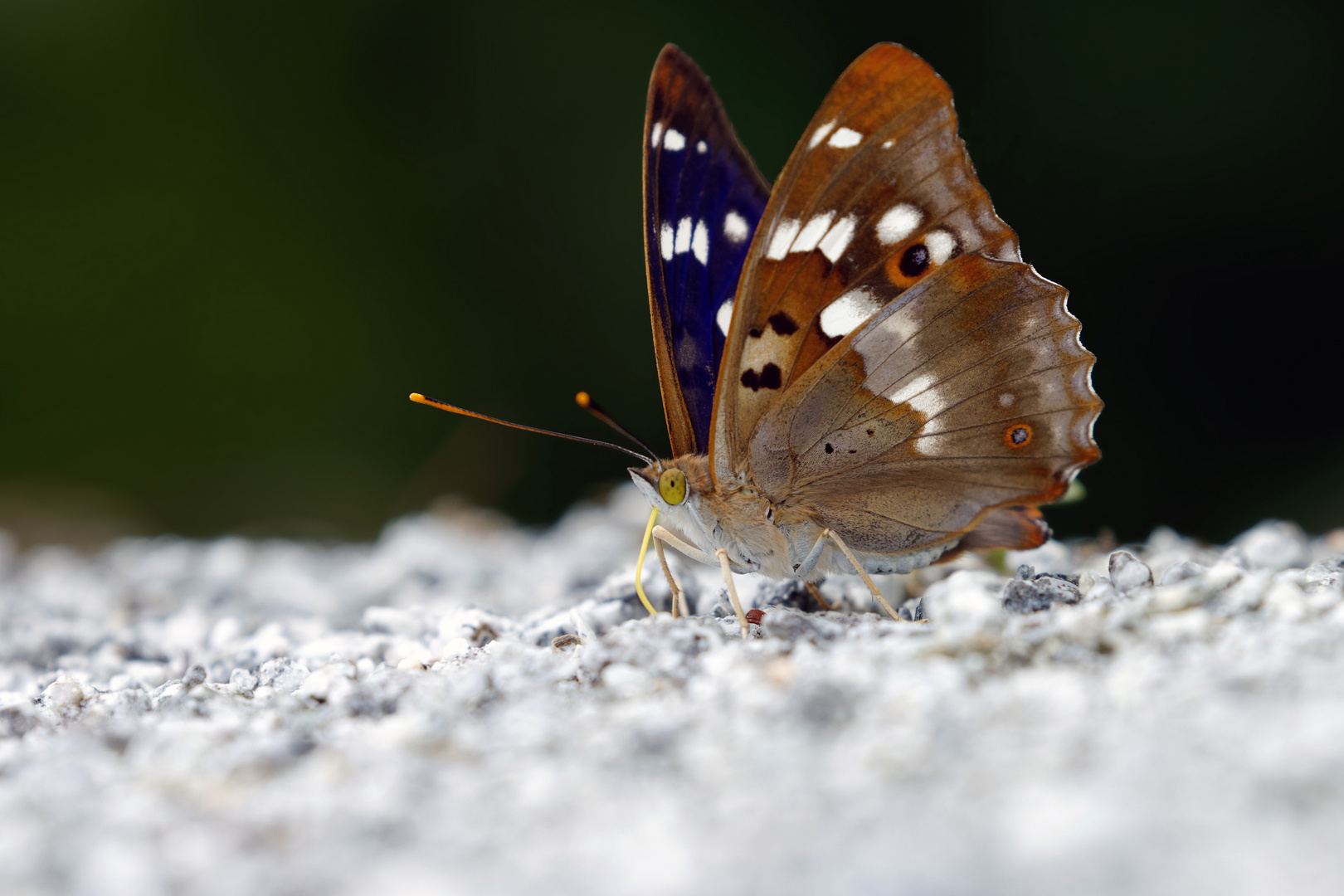  Kleiner Schillerfalter, Apatura ilia, Männchen