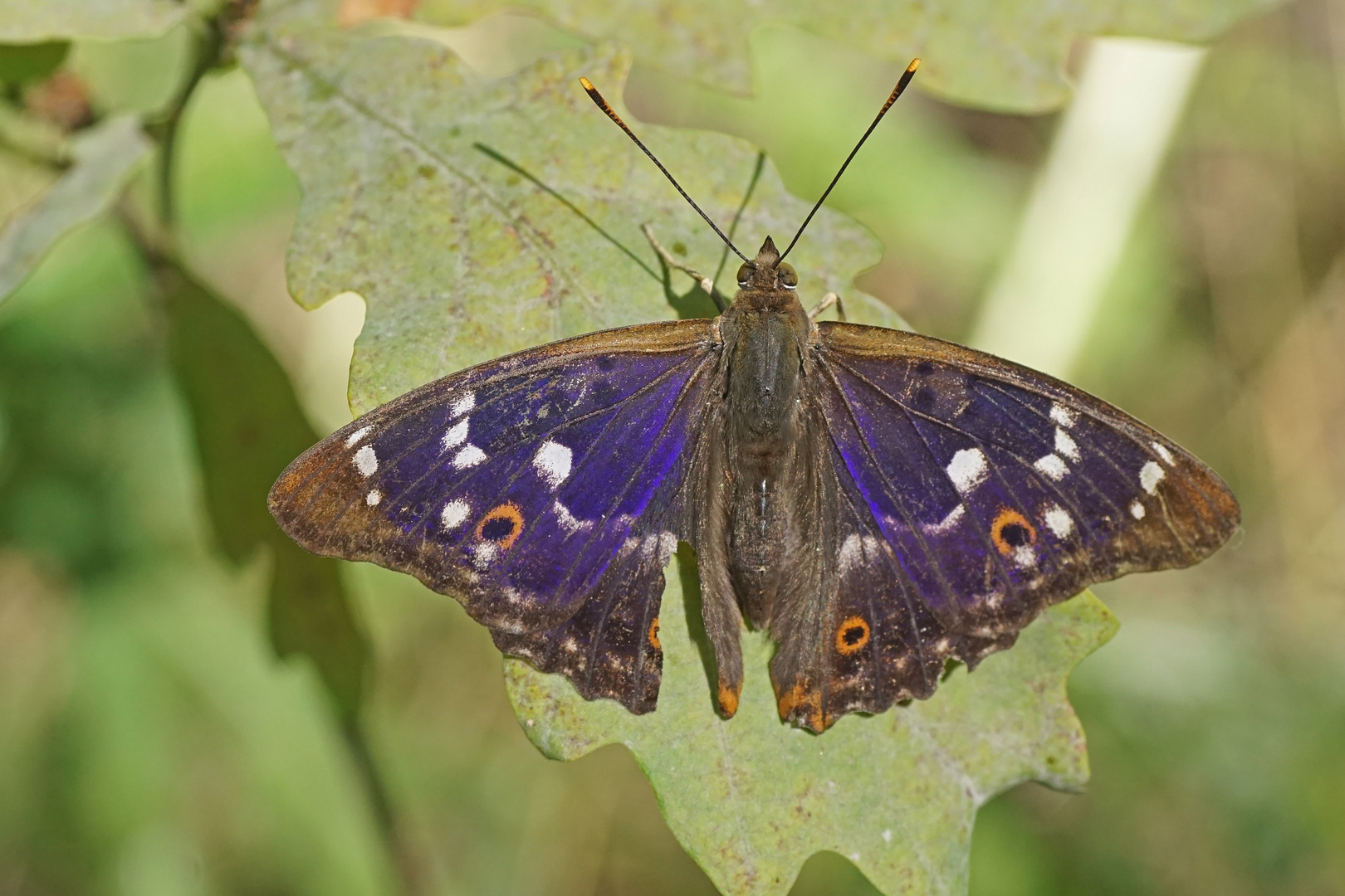 Kleiner Schillerfalter (Apatura ilia), Männchen