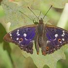 Kleiner Schillerfalter (Apatura ilia), Männchen