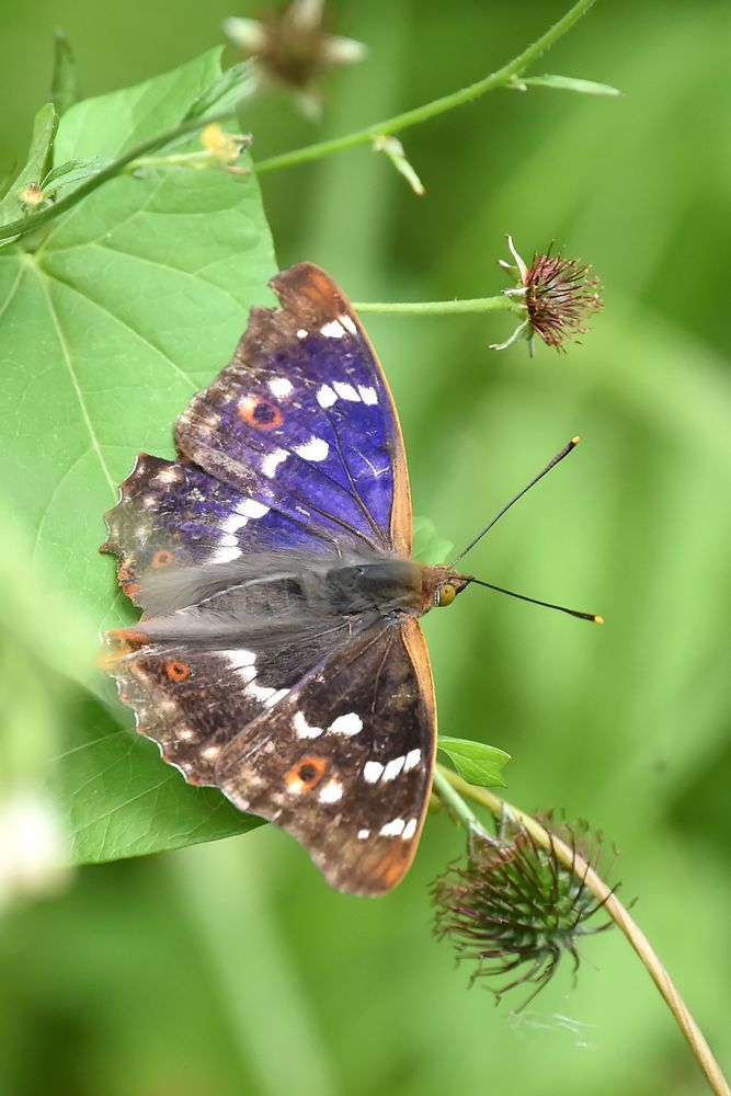 Kleiner Schillerfalter (Apatura ilia) Männchen