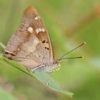 Kleiner Schillerfalter (Apatura ilia), Männchen