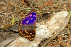  Kleiner Schillerfalter, Apatura ilia, rote Morphe 