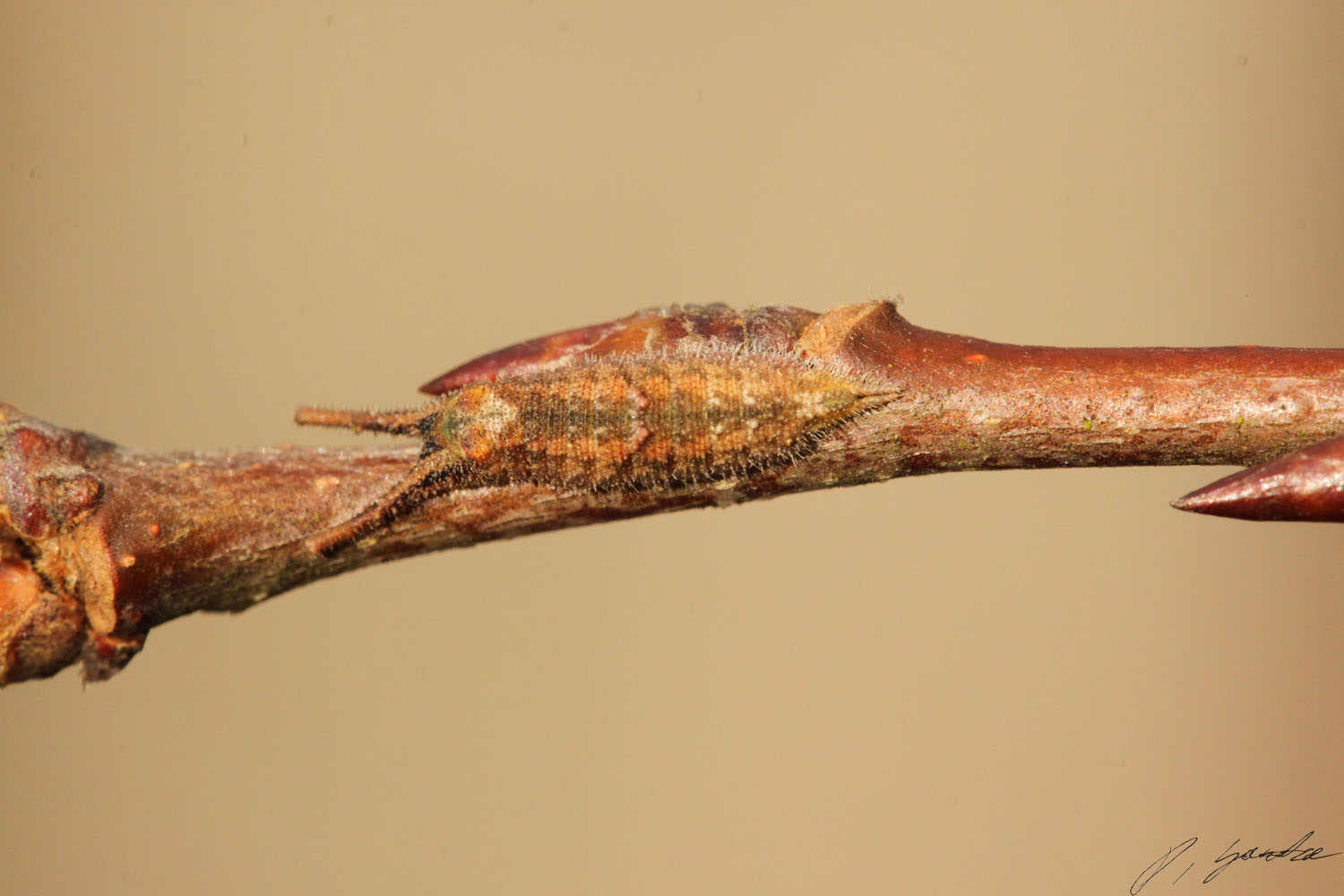 Kleiner Schillerfalter (Apatura ilia) überwinternde Raupe