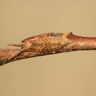 Kleiner Schillerfalter (Apatura ilia) überwinternde Raupe
